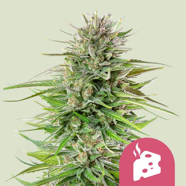 Royal Queen Seeds – Blue Cheese Feminized Seeds (Cheese x Blueberry Hybrid) - 3 Seeds