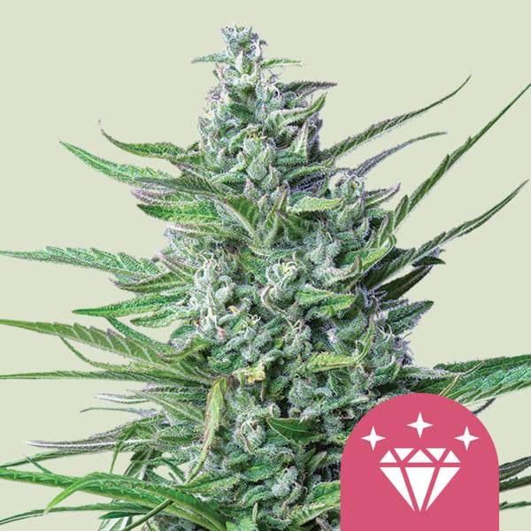 Royal Queen Seeds – Special Kush 1 Feminized Seeds (Old-School Budget Indica) - 3 Seeds