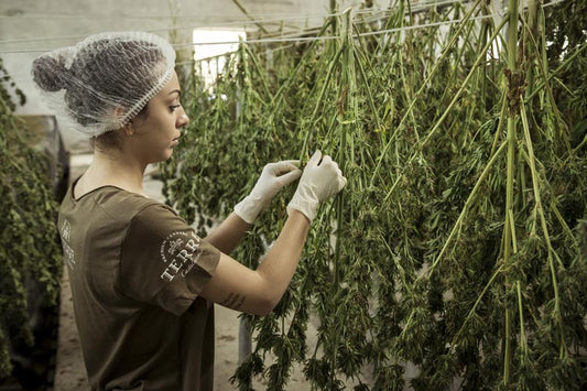4 CBD Myths Demystified! - Erth Wellness