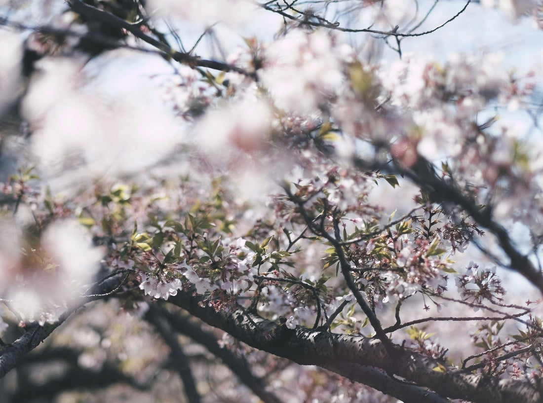 Additional FAQs on CBD and Allergens - Erth Wellness