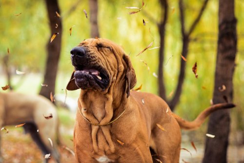 Can I Give My Dog Benadryl? - Erth Wellness