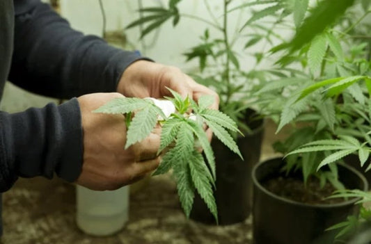 How Much CBD Should I Take? - Erth Wellness