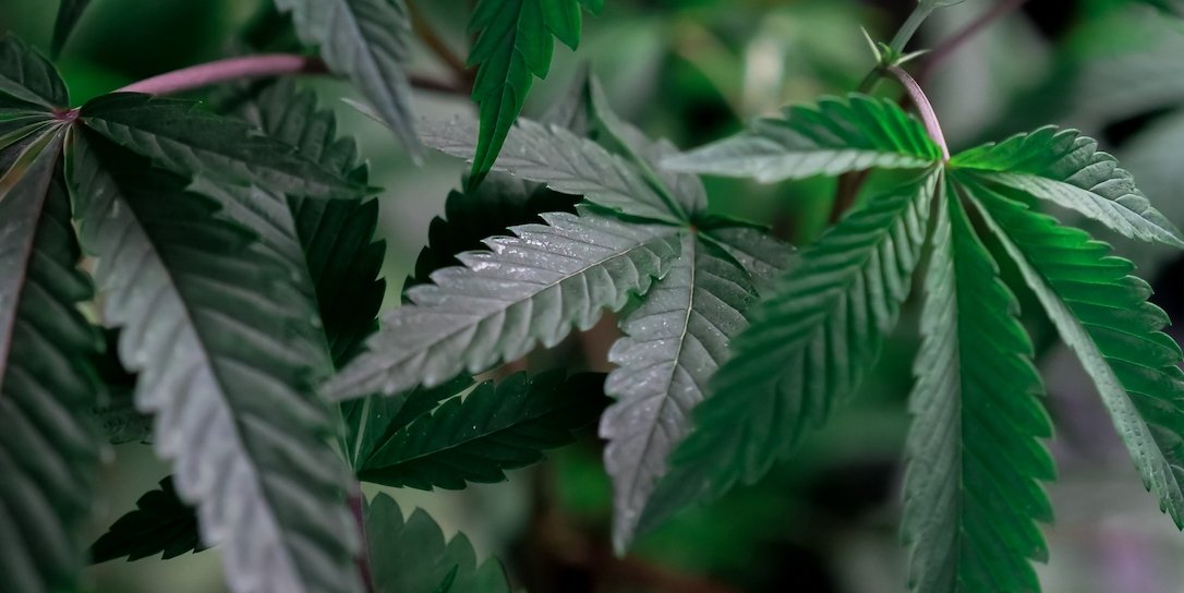 What Is The Best HHC Product To Try? - Erth Wellness