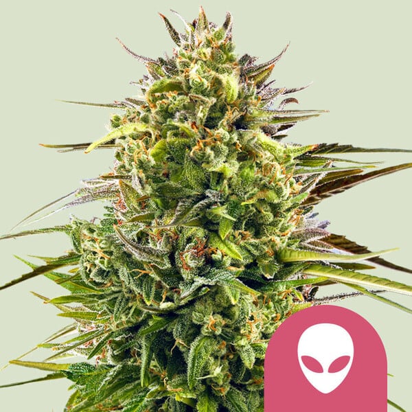 Royal Queen Seeds – Alien OG Feminized Seeds (Alien Kush x Tahoe OG) - 3 Seeds