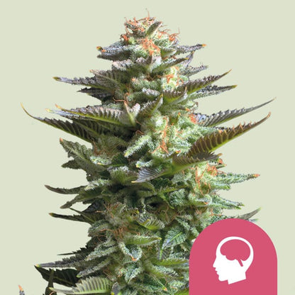 Royal Queen Seeds – Amnesia Haze Feminized Seeds (Sativa) - 3 Seeds