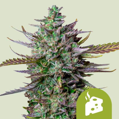 Royal Queen Seeds – Blue Cheese Auto Feminized Seeds (Cheese x Blueberry Auto) - 3 Seeds
