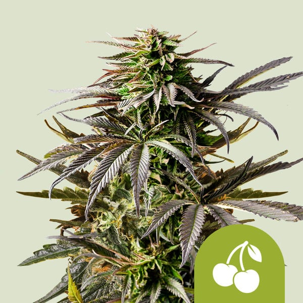 Royal Queen Seeds – Cherry Pie Auto Feminized Seeds (Fruity Hybrid Autoflower) - 3 Seeds