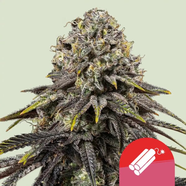 Royal Queen Seeds – Special Kush 1 Feminized Seeds (Old-School Budget Indica) - 3 Seeds