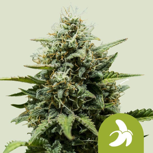Royal Queen Seeds – Fat Banana Auto Feminized Seeds (Banana Kush Indica Autoflower) - 3 Seeds