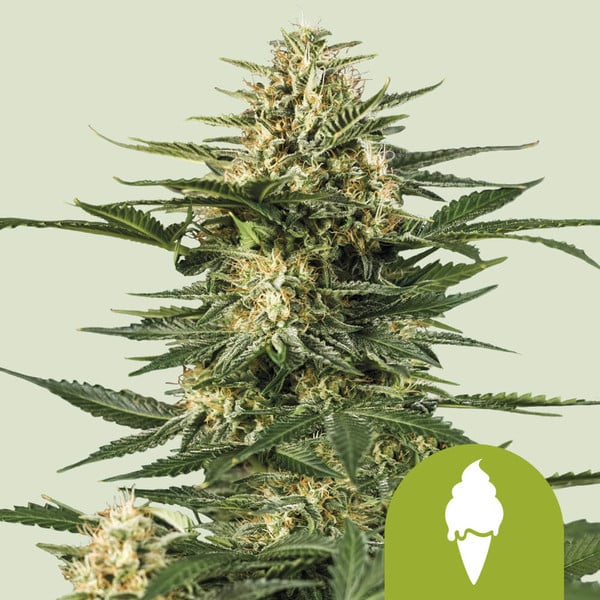 Royal Queen Seeds – Pink Runtz Feminized Seeds (Candy-Sweet Hybrid) - 3 Seeds