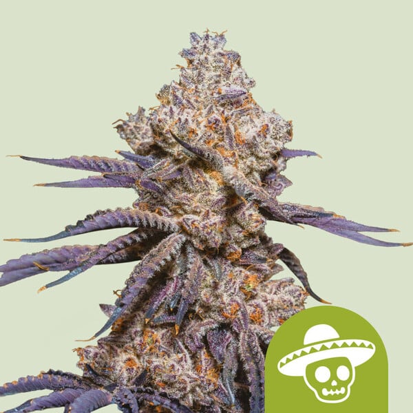 Royal Queen Seeds – Apple Fritter Auto Feminized Seeds (Sweet & Powerful Indica Auto) - 3 Seeds