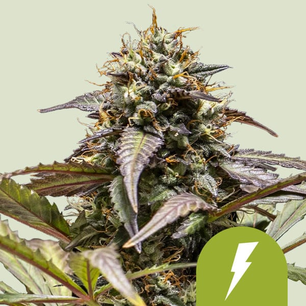 Royal Queen Seeds – North Thunderfuck Auto Feminized Seeds (Powerful Hybrid Autoflower) - 3 Seeds