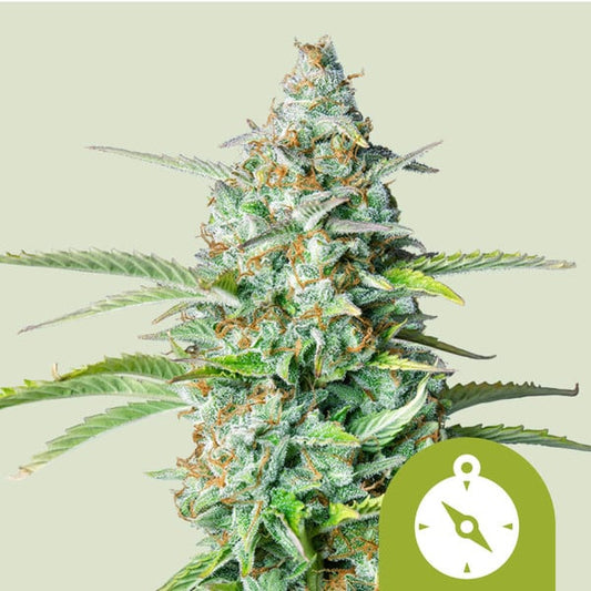 Royal Queen Seeds – Northern Light Auto Feminized Seeds (High-Yield Autoflower) - 3 Seeds