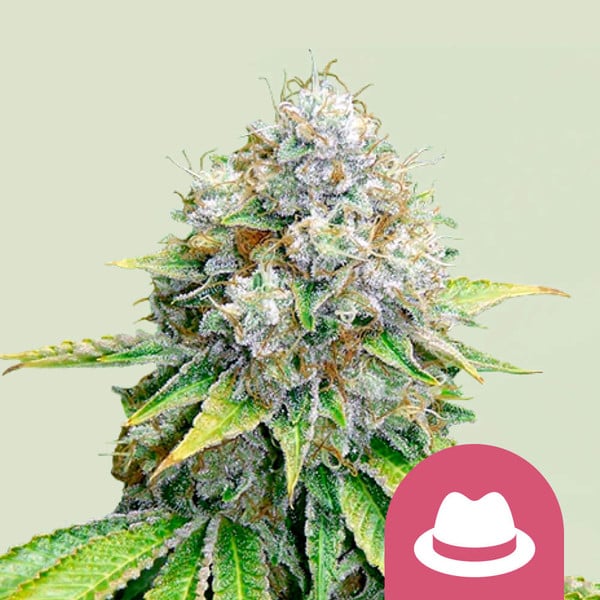 Royal Queen Seeds – OG Kush Feminized Seeds (Classic West Coast Indica) - 3 Seeds