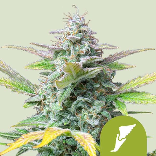 Royal Queen Seeds – Quick One Feminized Auto Seeds (Compact Beginner-Friendly Autoflower) - 3 Seeds