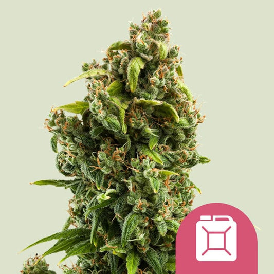 Royal Queen Seeds – Sour Diesel Feminized Seeds (California Sativa Classic) - 3 Seeds