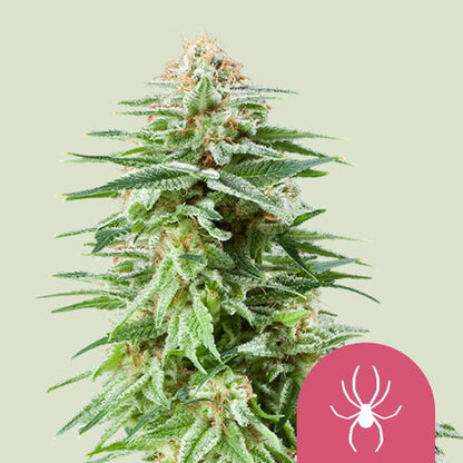 Royal Queen Seeds – White Widow Feminized Seeds (50/50 Hybrid Classic) - 3 Seeds